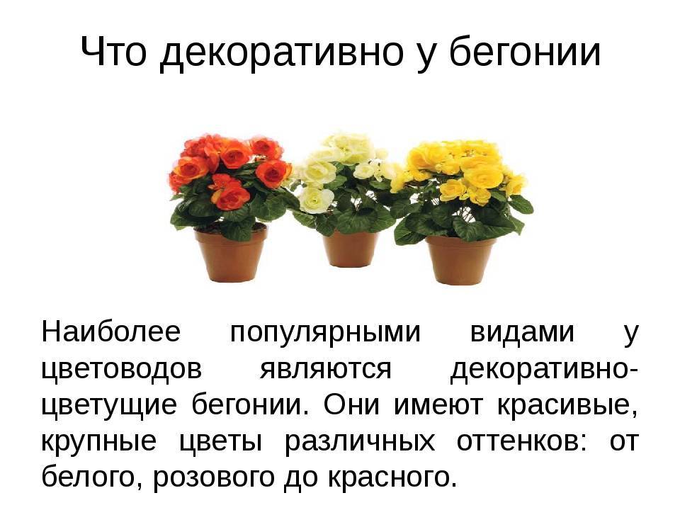 Как ухаживать за бегонией в горшке после покупки: особенности выращивания цветка в домашних условиях - sadovnikam.ru