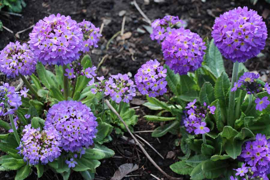 Примулы - весенняя радость для садовода. часть1.: группа клумбы и цветники