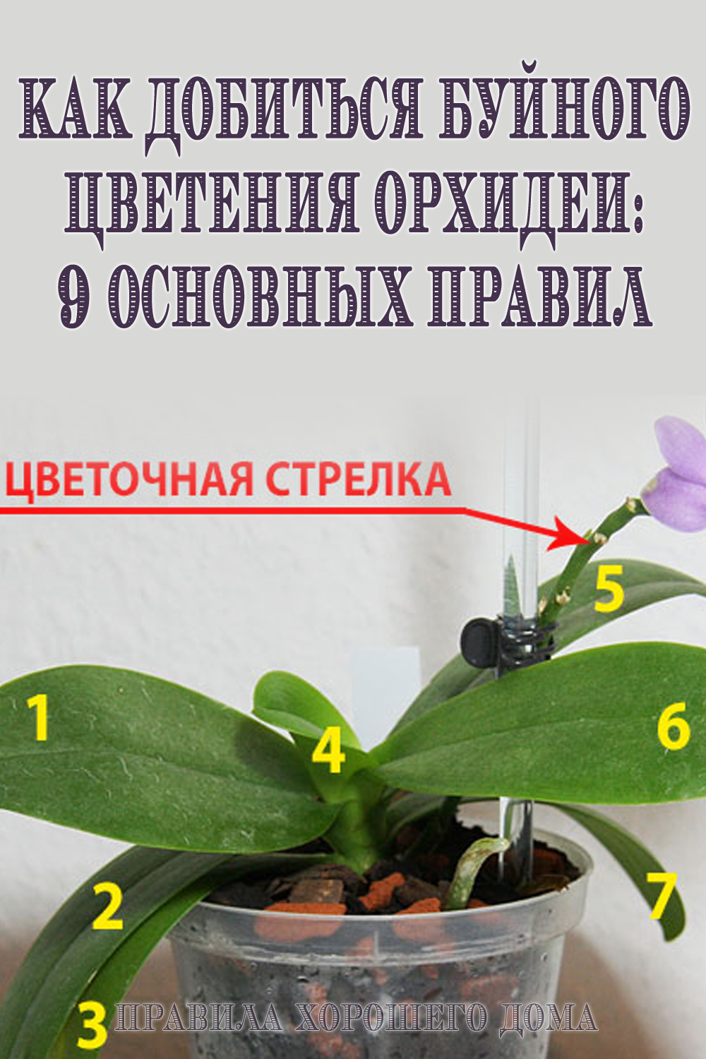 Что делать, если орхидея погибает