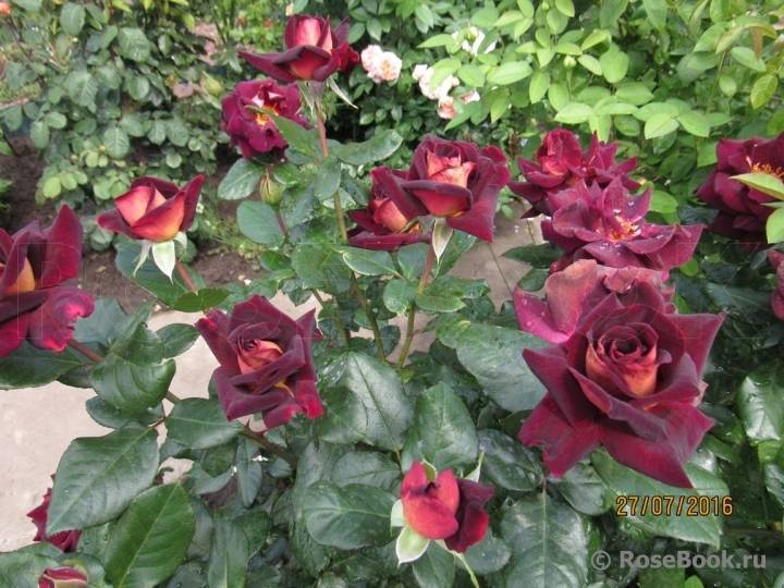 Повторноцветущий сорт розы эдди митчелл: как посадить и ухаживать за кустарником