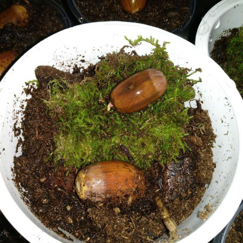 Дуб из желудя: как вырастить в домашних условиях, чтобы дал корень и вырос, можно ли зимой сажать в комнатный горшок, и правильная технология посадки и выращивания