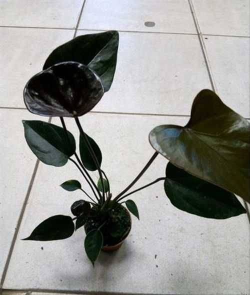 Уход в домашних условиях за цветком черный антуриум — особенности и фото