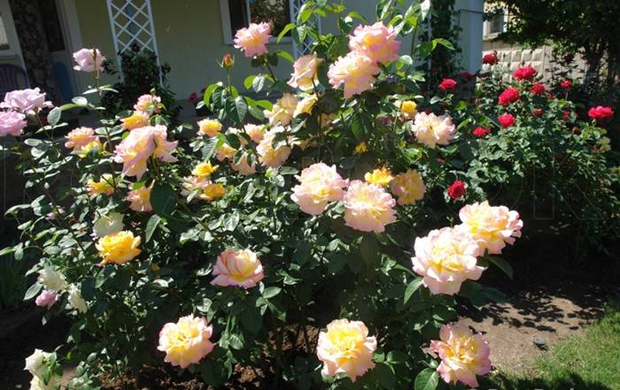 Роза глория дей клайминг: отзывы, фото, описание сорта, выращивание, посадка и уход