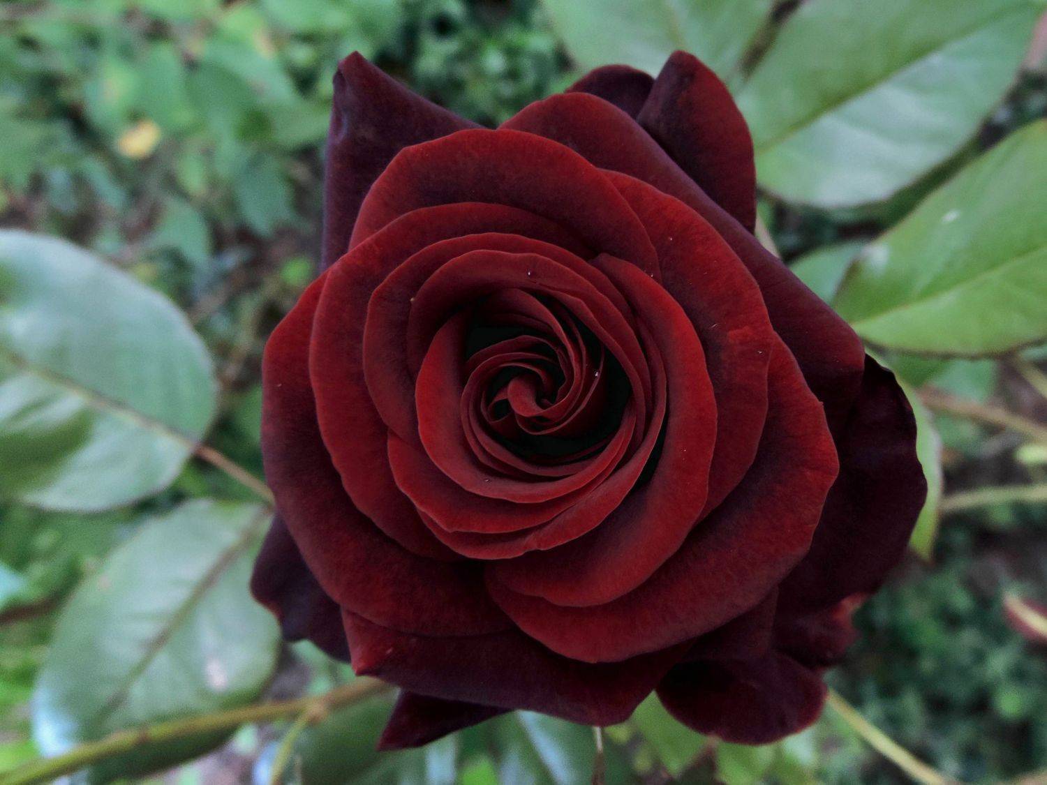Черные розы: фото бутонов и описание сортов цветка, существуют ли в природе, как покрасить и получить этот тон, где обитают и каким образом выращивают из семян?дача эксперт