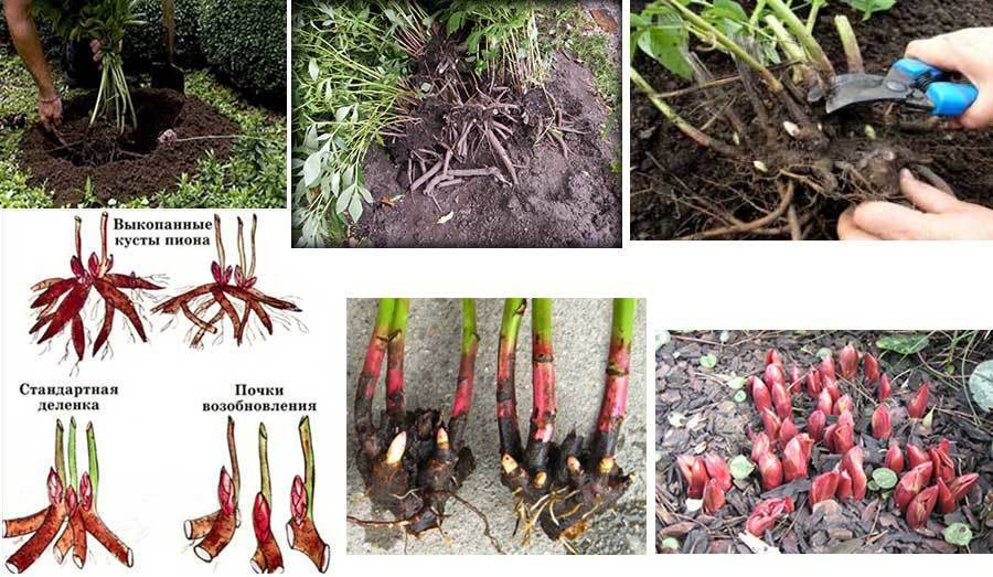 Древовидный пион — описание вида, лучшие сорта для сада