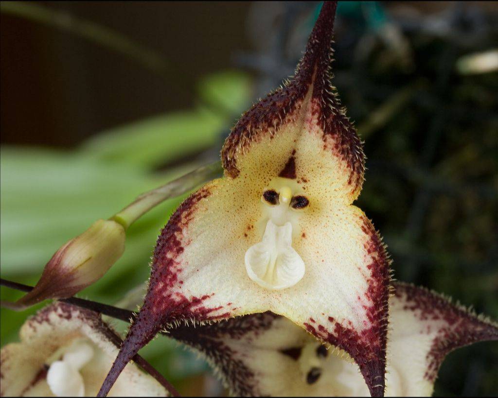 Дракула (обезьянья орхидея)