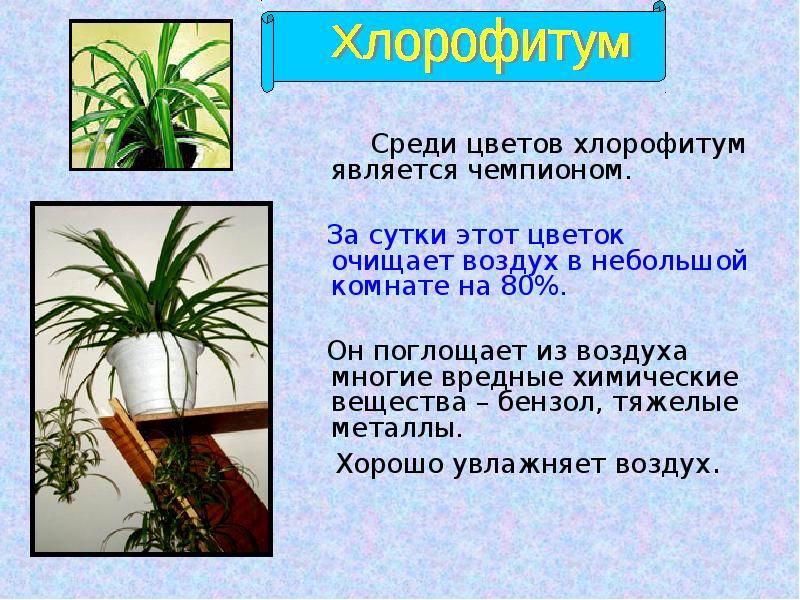 Самые полезные комнатные растения: названия и фото (каталог)