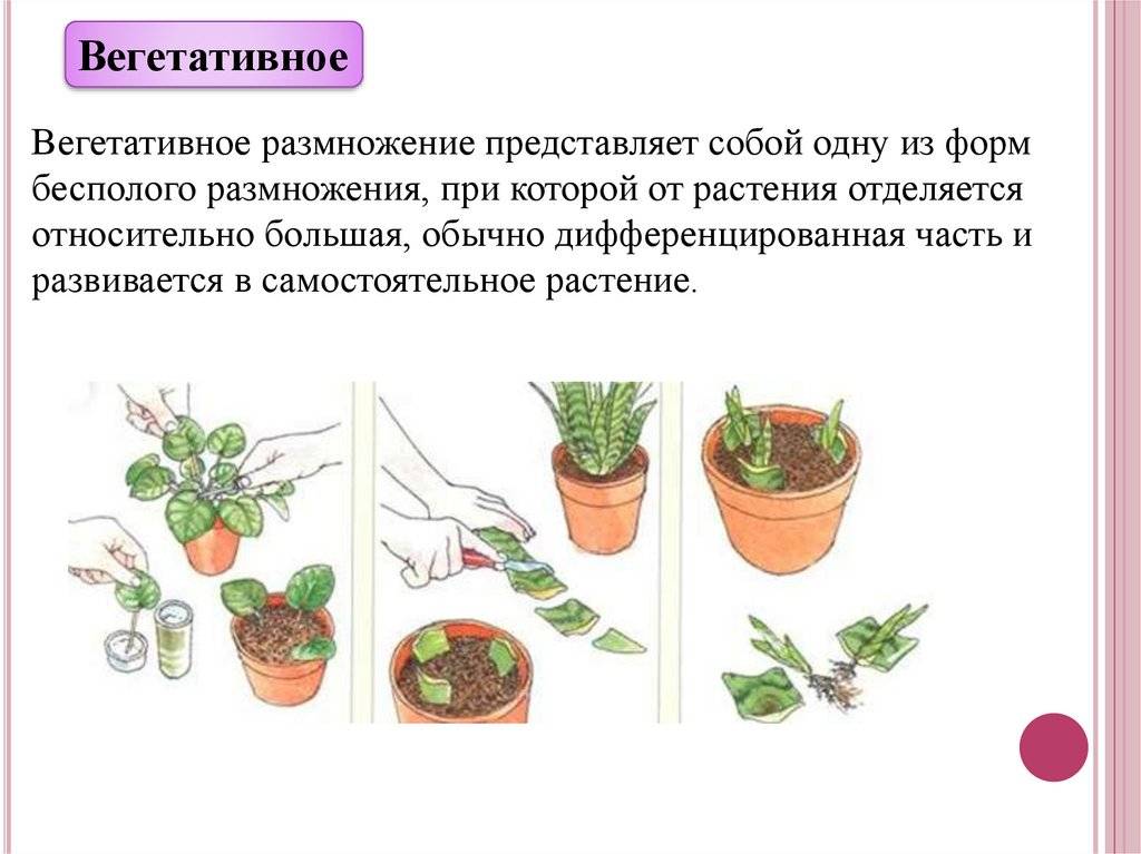 Суккуленты рода гастерия: особености растения