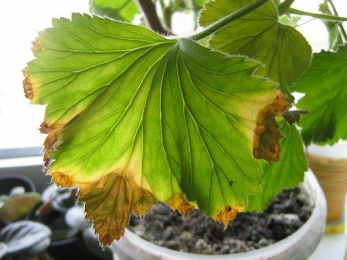 Почему желтеют, сохнут листья у герани