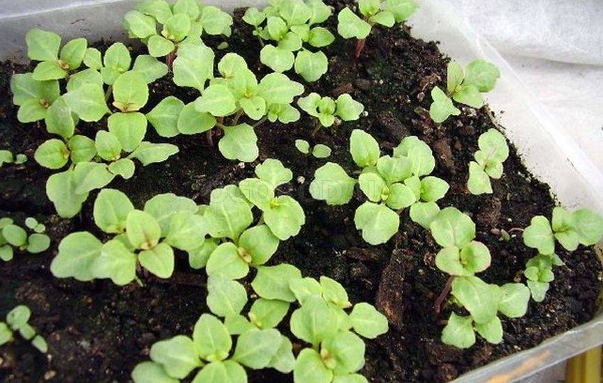 Выращивание годеции из семян — когда сажать и как ухаживать? | огородник