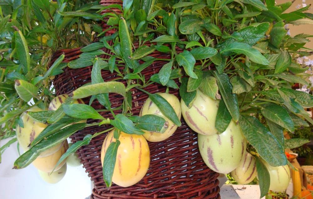 Пепино дынное дерево: описание и выращивание - мы на даче