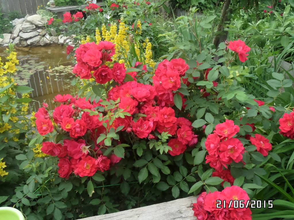 О розе adelaide hoodless: описание и характеристики, выращивание канадской розы