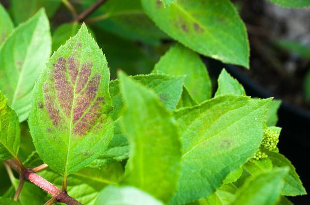 Гортензия: сохнут листья, что делать? болезни и вредители растения selo.guru — интернет портал о сельском хозяйстве