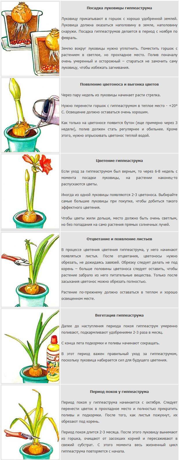 Гиппеаструм - уход в домашних условиях и подготовка к цветению, сорта и фото