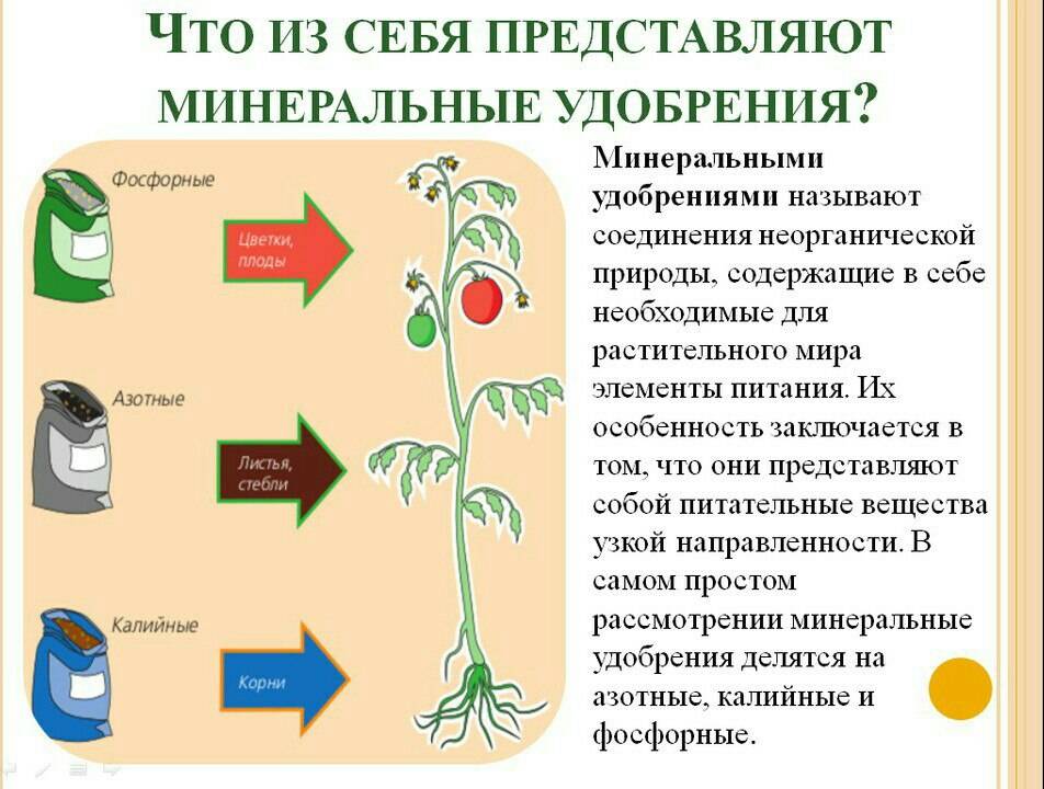 ✅ подкормка растений: виды удобрений, способы внесения, влияние, питание, особенности, рекомендации
