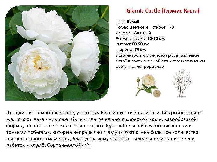 Роза клэр остин (claire austin): характеристика и описание сорта, фото, отзывы