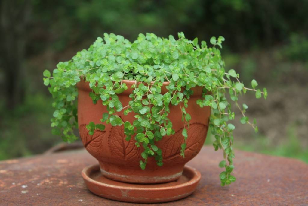 Комнатное растение солейролия (гелксина): уход в домашних условиях