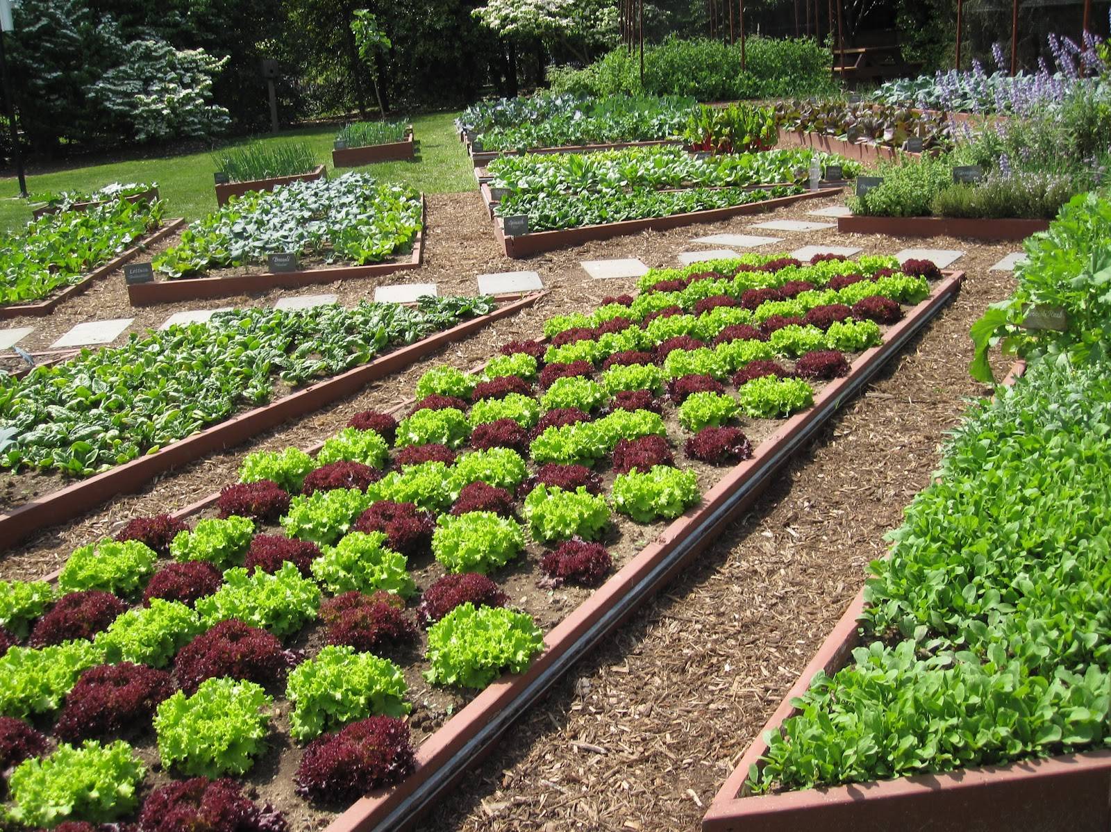 Декоративный огород: делаем красивые грядки - 60 фото - блог ремстрой-про