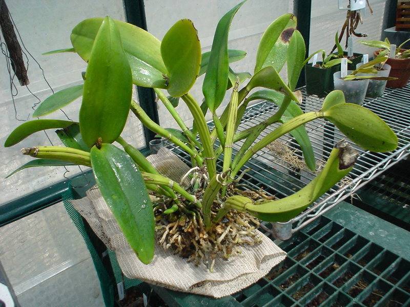 Орхидея каттлея уход и разновидности | flowery-blog