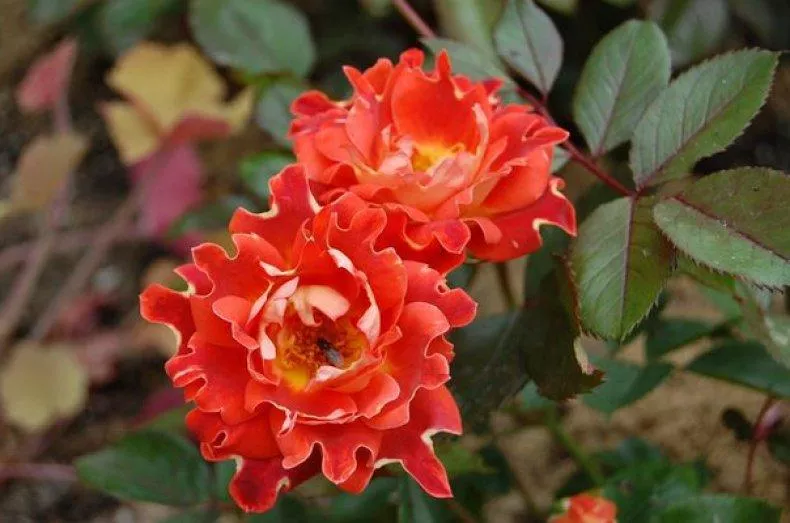 Розы флорибунда: описание, посадка, выращивание и уход :: syl.ru