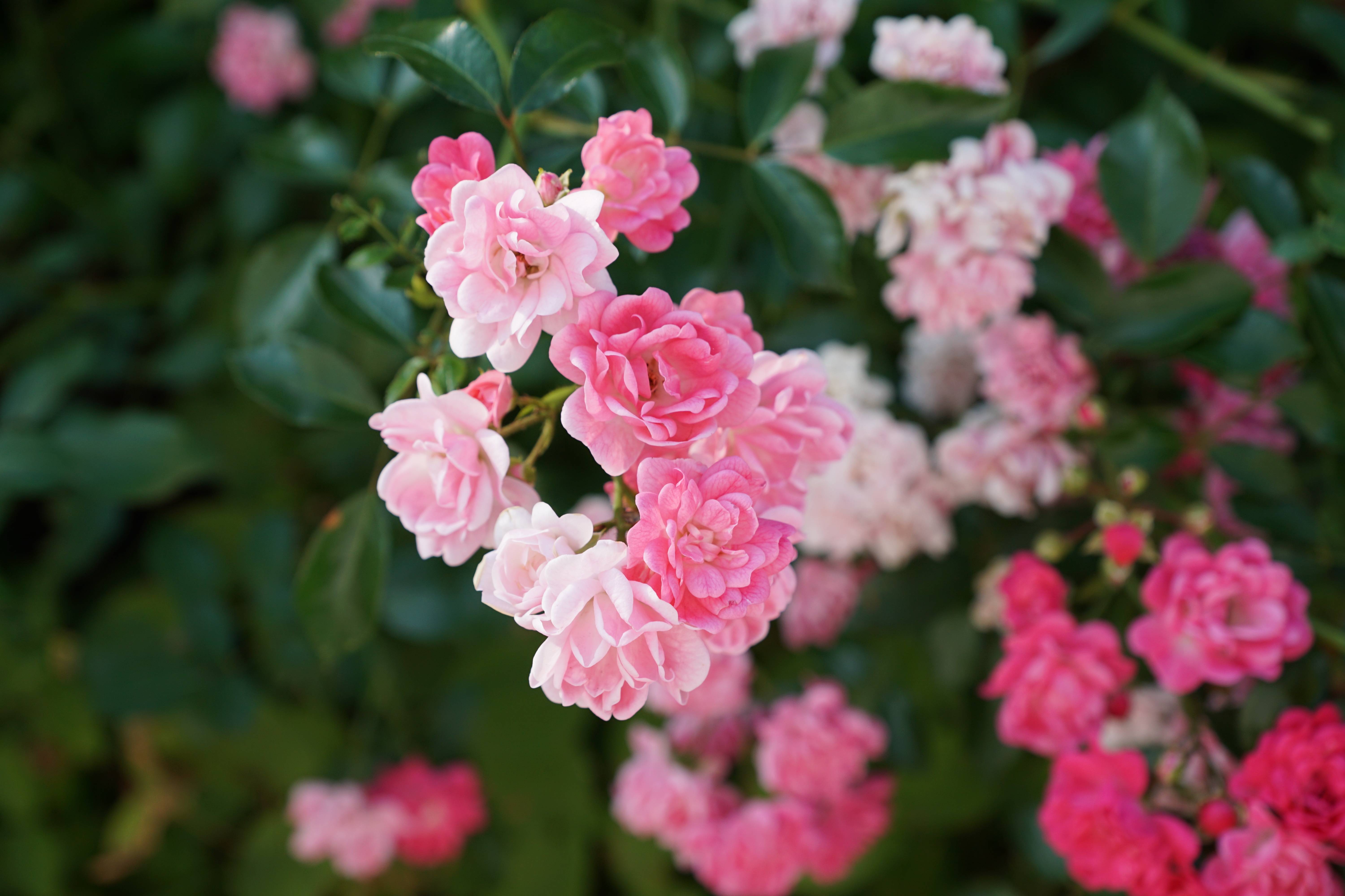 Цветок розового цвета (фото). цветы нежно-розовые, светло-розовые, ярко-розовые :: syl.ru