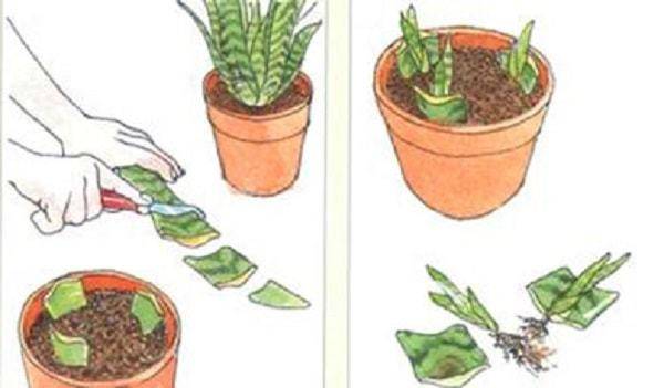 Хавортия: всё об уходе, посадке и размножении растения в домашних условиях