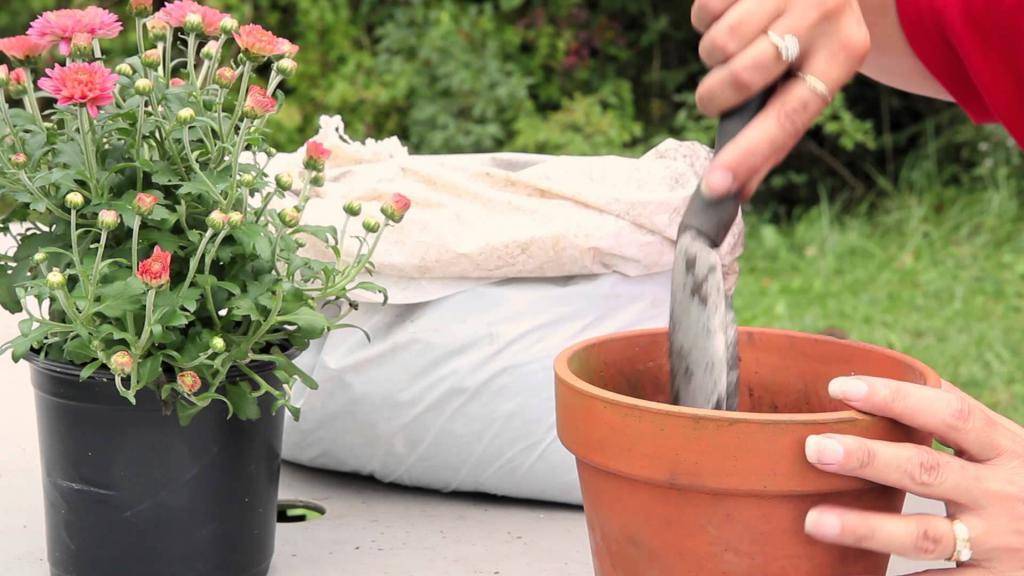 Хризантемы комнатные в горшках: уход за горшечным растением в домашних условиях