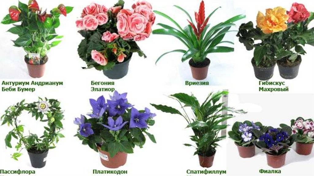 Комнатные растения для дома с фото и названиями