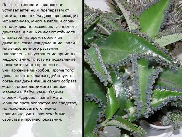 Каланхоэ — декоративное и лекарственное растение