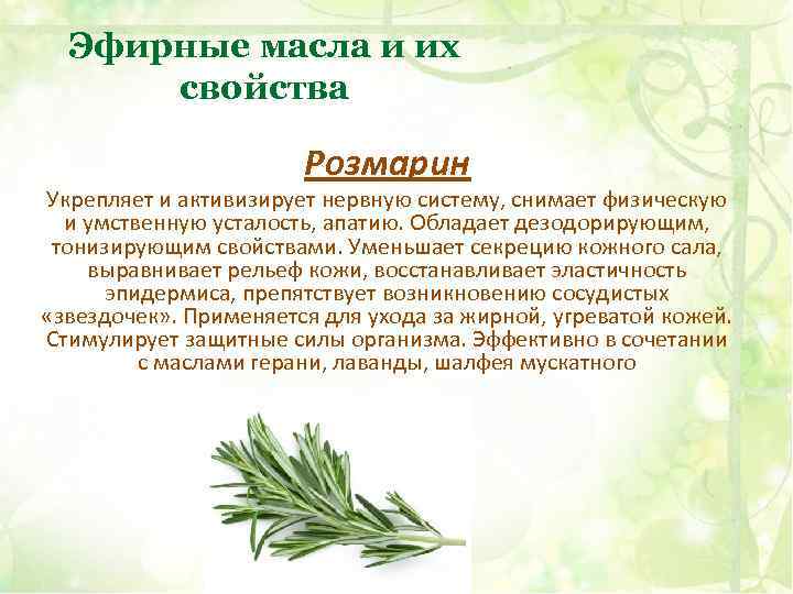 Розмарин — уникальное лекарство, священная трава и средиземноморская пряность - будем здоровы - 5 мая - 43135704295 - медиаплатформа миртесен