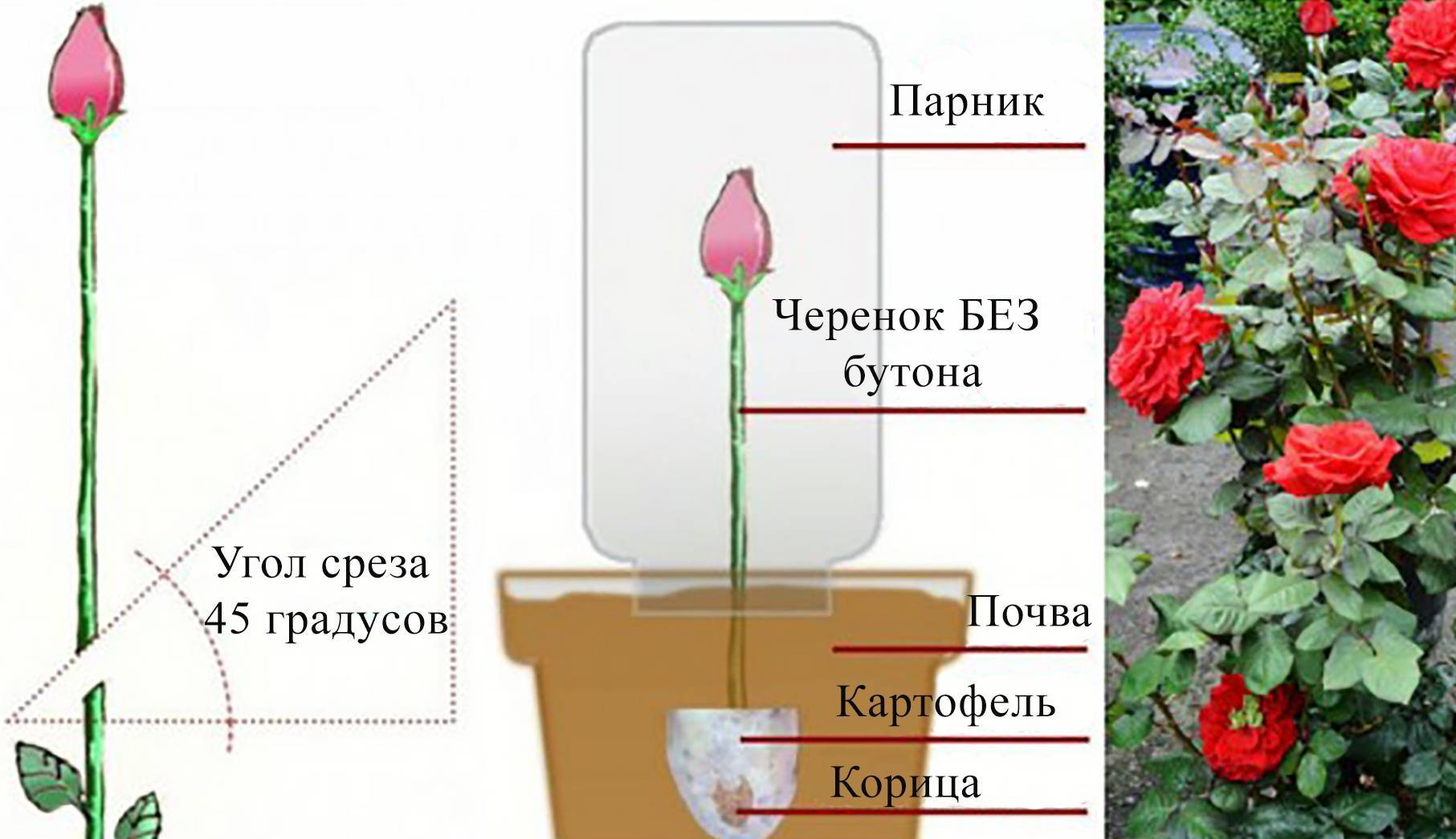 Как вырастить розу из черенка в домашних условиях