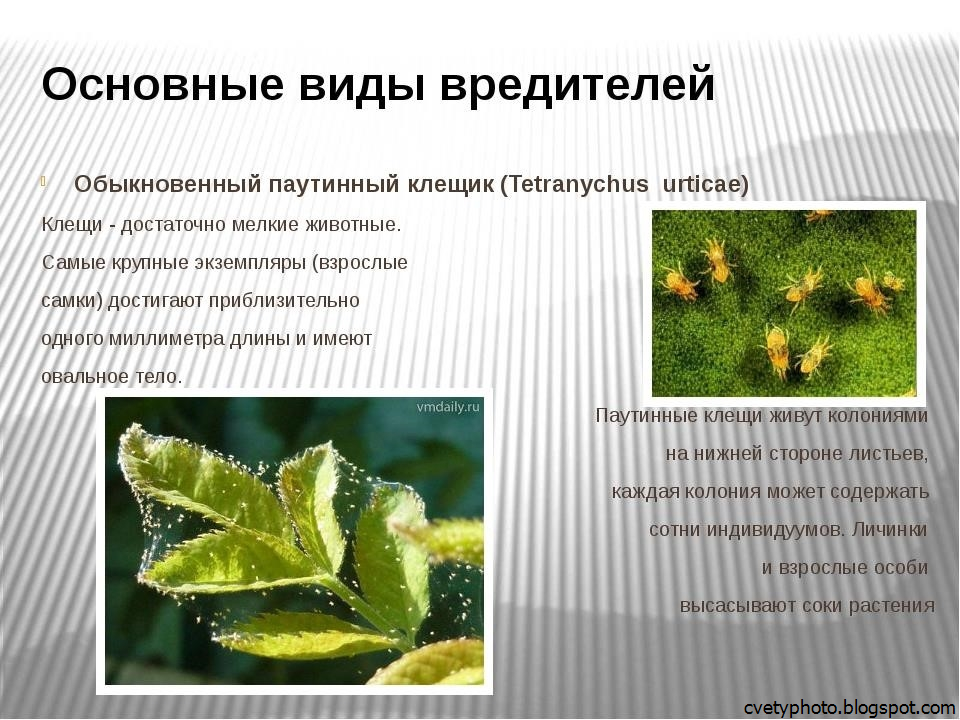 Вредители и болезни комнатных растений | комнатные растения