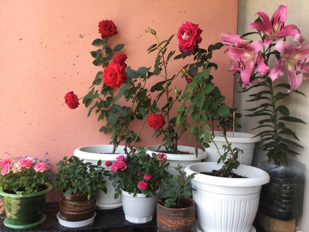 Посадка розы в домашних условиях и уход за ней