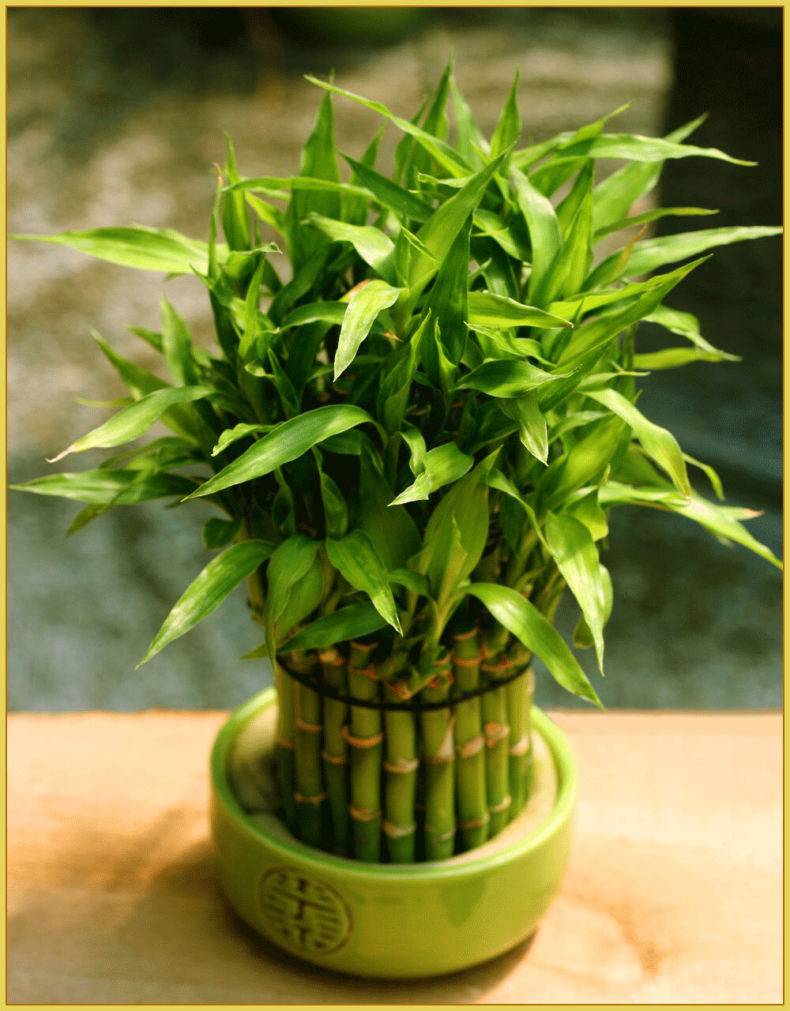 Как вырастить бамбук в открытом грунте и дома? посадка и уход за растением