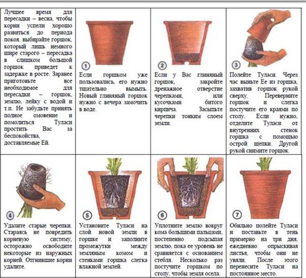 Как выбирать грунт для комнатных растений