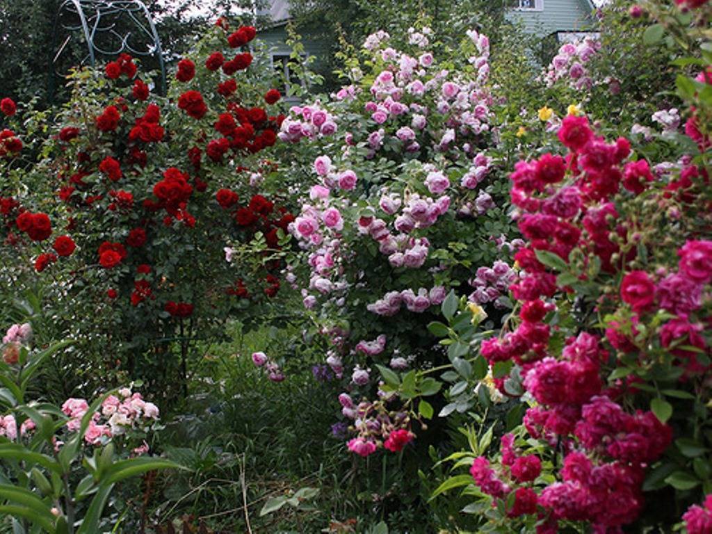 Разновидность плетущейся розы казино: описание сорта клаймбера, как выращивать