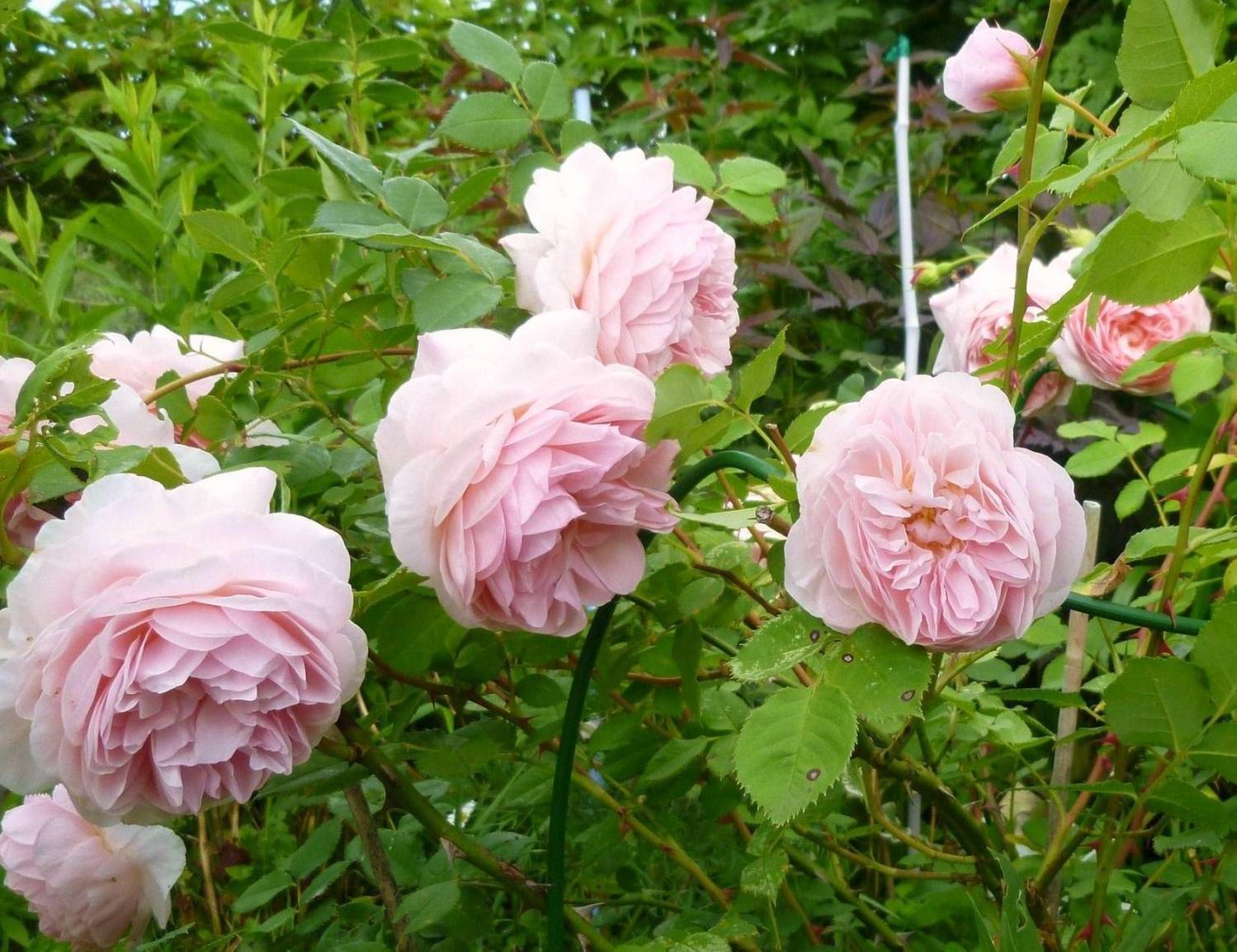 О розе william morris: описание и характеристики сорта, уход и выращивание