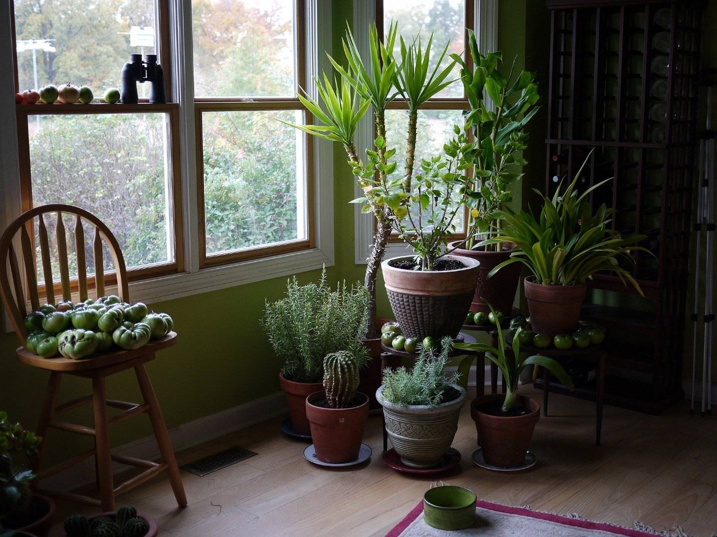 10 растений, которые отлично подойдут для северного окна
