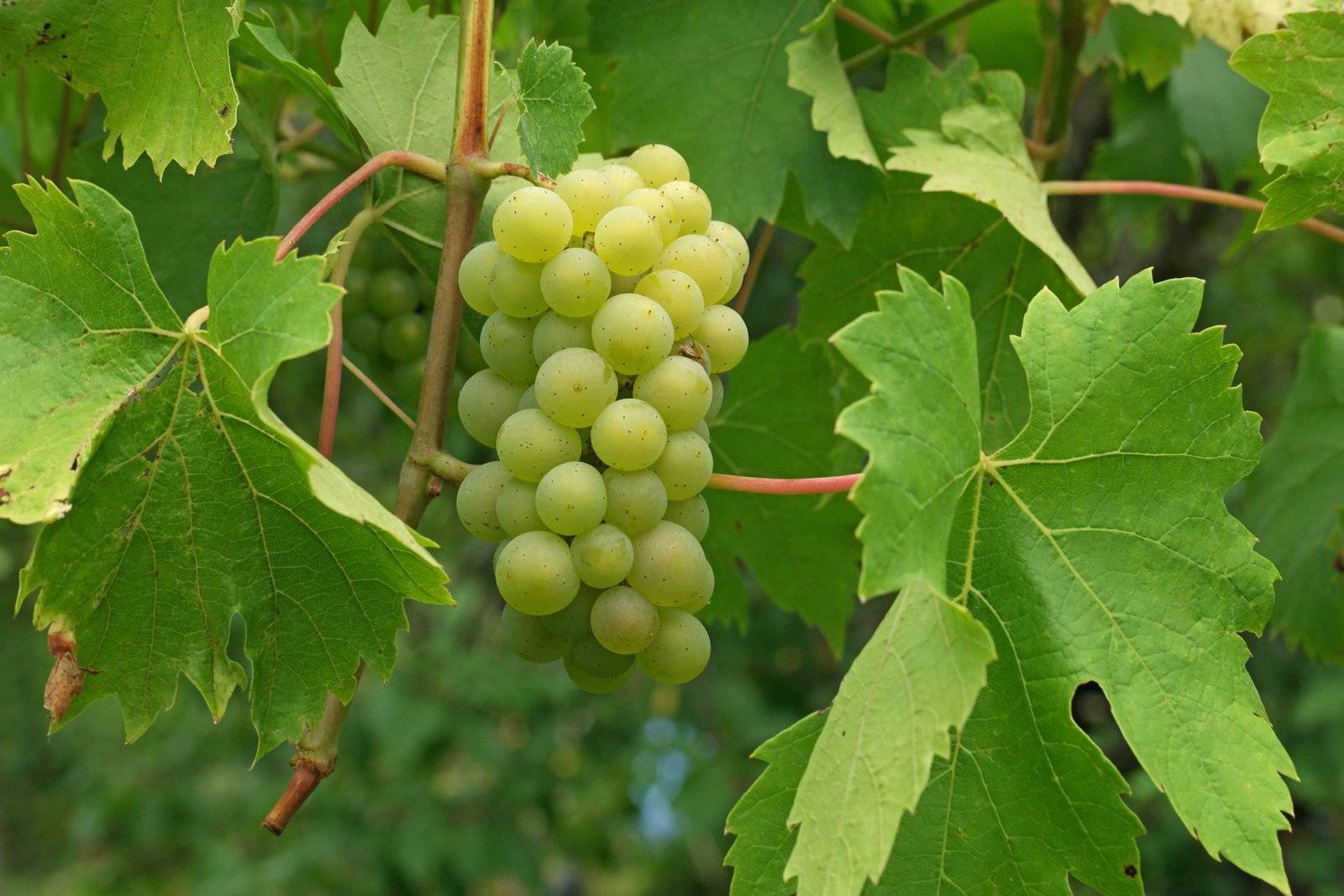 Всё о винограде: это фрукт или ягода, калорийность, саженцы, обрезка, уход, сорта и выращивание