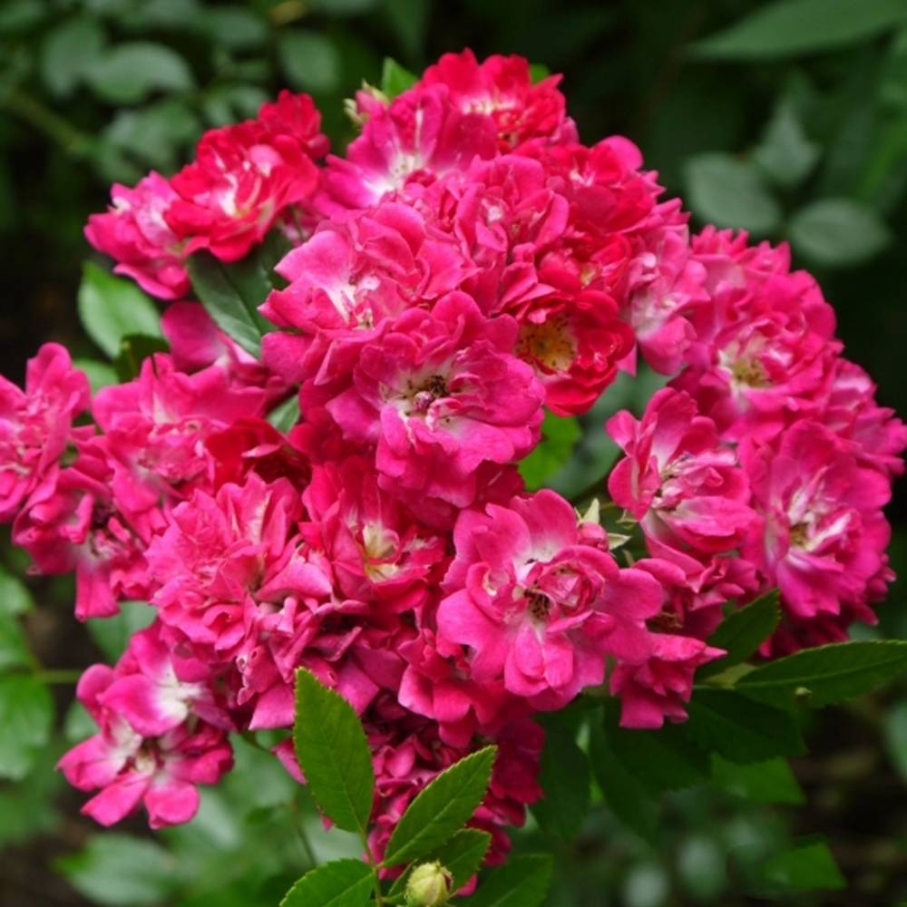 Плетистая роза супер эксцельза: фото, описание, условия выращивания