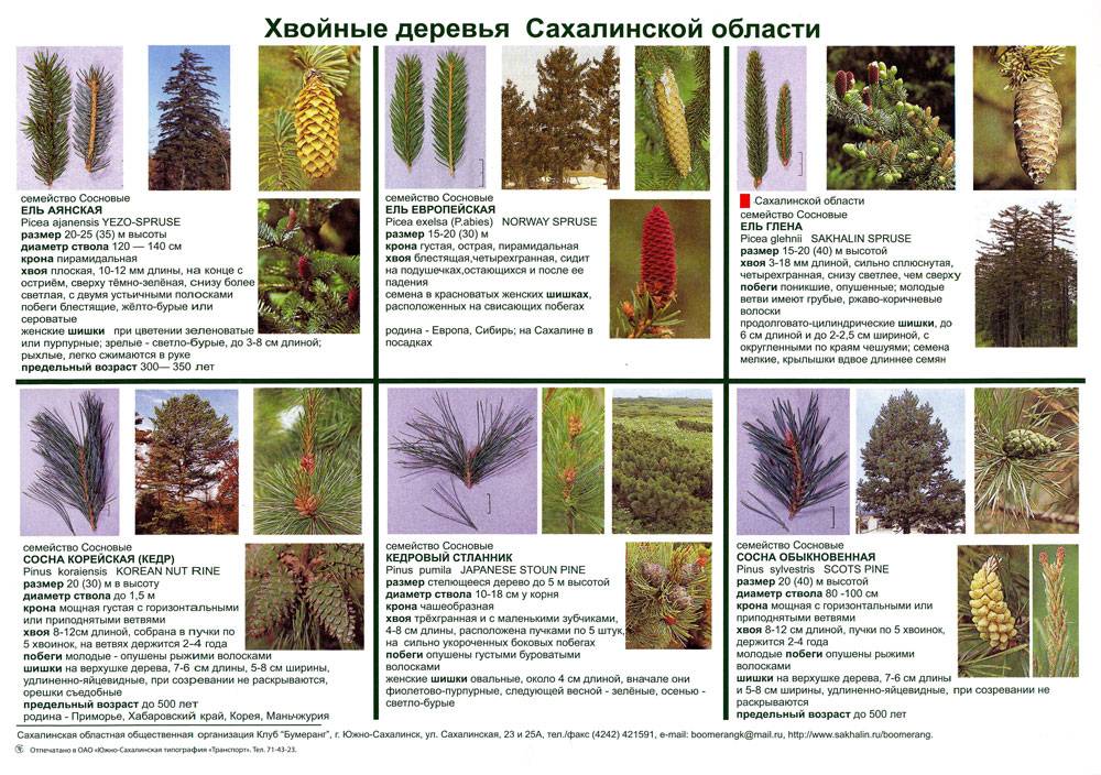 Хвойные растения: разновидности, особенности роста и ухода
